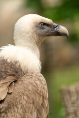 Gänsegeier, Gyps fulvus