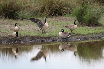 A flock of Canadian Geese. One of these very large birds can be seen spreading their wings. They have a very large wingspan. 