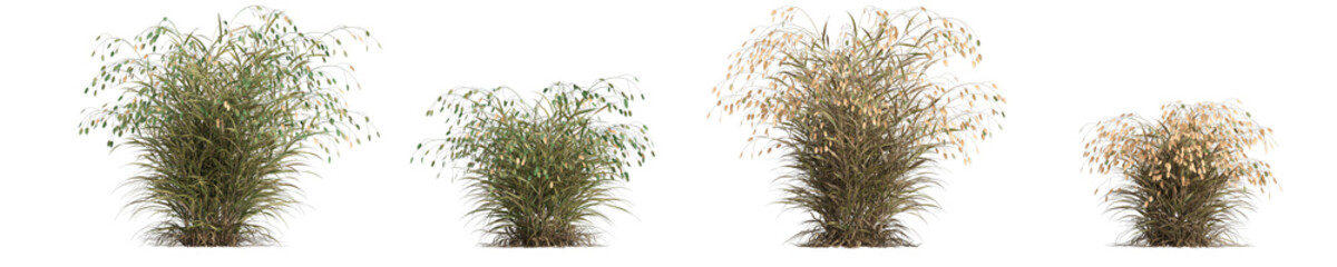 3d illustration of set chasmanthium latifolium grass isolated on white background
