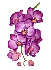 Obraz na płótnie Canvas Purple orchid flower watercolor illustration 