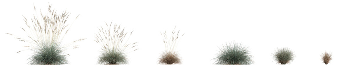 3d illustration of set helictotrichon sempervirens grass isolated on white background