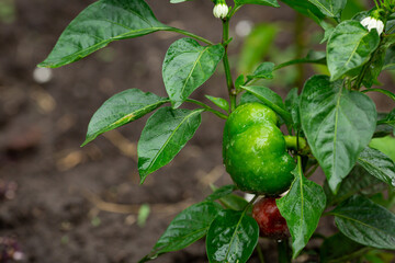 Green round pepper on a plant in raindrops