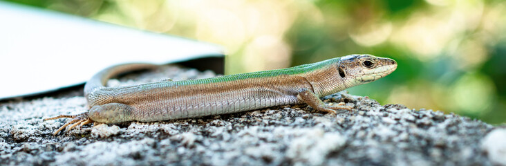 Eidechse auf der Mauer