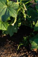 Cucumbers on a plant on a support grid in the garden organic food