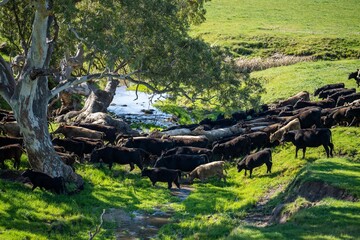 sustainable agriculture cow farm in a field, beef cows in a field. livestock herd grazing on grass on a farm. african cow, healthy regenerative food production 