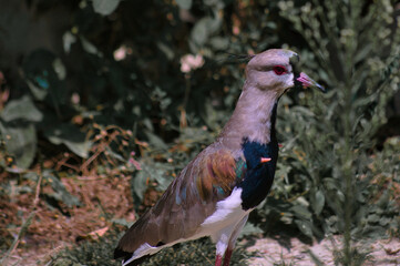 Oiseau