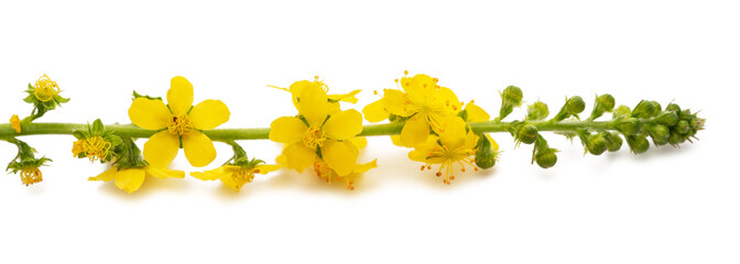 Common agrimony flowers