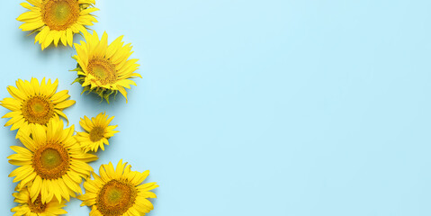 Beautiful sunflowers on blue background with space for text