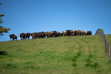 sustainable agriculture cow farm in a field, beef cows in a field. livestock herd grazing on grass on a farm. african cow, healthy regenerative food production 