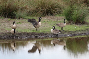 A flock of Canadian Geese. One of these very large birds can be seen spreading their wings. They have a very large wingspan. 