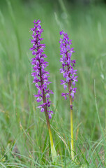 Kleines Knabenkraut, Anacamptis morio, Orchis morio