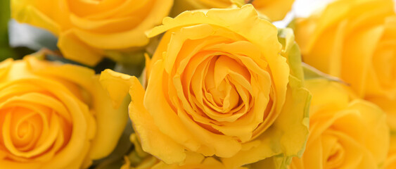Beautiful yellow roses, closeup view