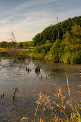 Biberreservat an der Wern bei Pfersdorf, Gemeinde Poppenhausen, Landkreis Schweinfurt, Unterfranken, Bayern, Deutschland