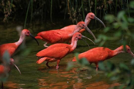 ibis rouges