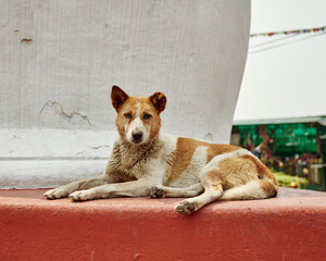 a white brown street dog in kathmandu nepal during daytime laying down by a building