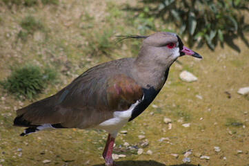 Oiseau