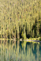 Pine forest reflected in a lake