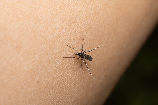 Mosquito Bite Dangerous Malaria Fiverr Macro Photography Premium Photo