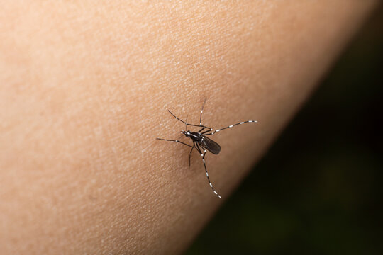 Mosquito Bite Dangerous Malaria Fiverr Macro Photography Premium Photo