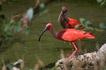 ibis rouge
