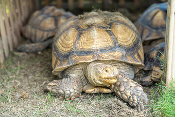Sulcata tortoise in the grass. Sulcata tortoise in a green field.