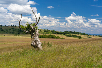 Das Naturschutzgebiet Lange Rhön in der Kernzone des Biosphärenreservat Rhön, Hessen, Bayern,...