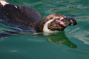 Naklejka premium Manchot