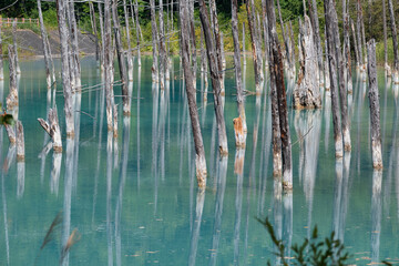 Fototapeta na wymiar 古木を映す夏の青い池 