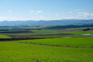Fototapeta na wymiar 夏の緑の畑作地帯と青空 