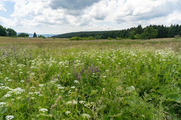 Fototapeta na wymiar Das Naturschutzgebiet Lange Rhön in der Kernzone des Biosphärenreservat Rhön, Hessen, Bayern, Deutschland