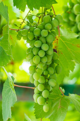Developing green not mature grapes hanging down from a vine