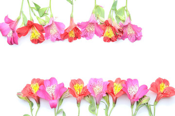 Obraz premium Composition with different alstroemeria flowers on white background