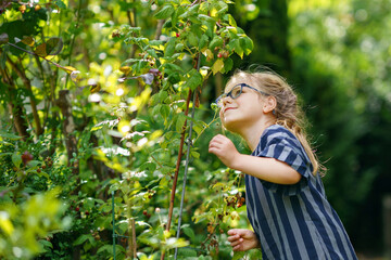 Happy little preschool girl with glasses picking and eating healthy raspberries in domestic garden in summer, on sunny day. Child having fun with helping. Kid on raspberry farm, ripe red berries.