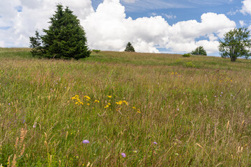 Das Naturschutzgebiet Lange Rhön in der Kernzone des Biosphärenreservat Rhön, Hessen, Bayern,...