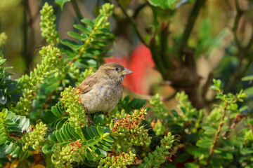 House sparrow 