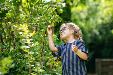 Happy little preschool girl with glasses picking and eating healthy raspberries in domestic garden in summer, on sunny day. Child having fun with helping. Kid on raspberry farm, ripe red berries.