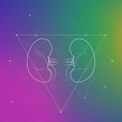 
Minimal kidneys and renal system illustration on gradient. Human kidney anatomy. Futuristic medical scientific vector clipart.