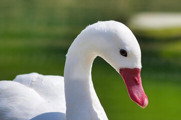 Cygne