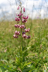 Türkenbund, Türkenbund-Lilie, Türkenbundlilie, Lilium martagon