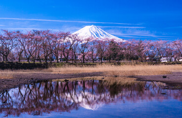 河口湖八木崎公園からの富士山２０２２