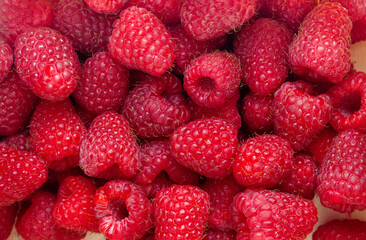 Ripe red raspberries - summer background for design