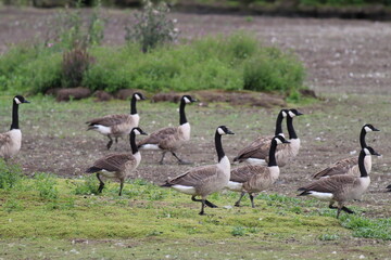 A very large flock of Canadian Geese at a nature reserve. There are gosling's in this group. This reserve is home to many animals. 