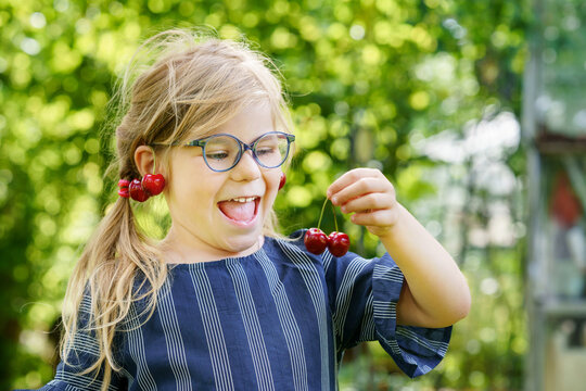 Little preschool girl picking and eating ripe cherries from tree in garden. Happy child with glasses holding fresh fruits. Healthy organic berry cherry summer harvest season. With cherry as earrings