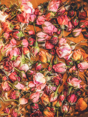 Background with beautiful color roses.