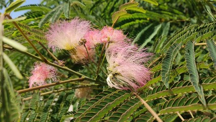 Acacia Albizia julibrissin