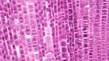 Longitudinal section cut of root tip of plant under the microscope magnified in 400 times on bright field background. Footage of pink cells for laboratory education. Microbiology and science concept - Powered by Adobe