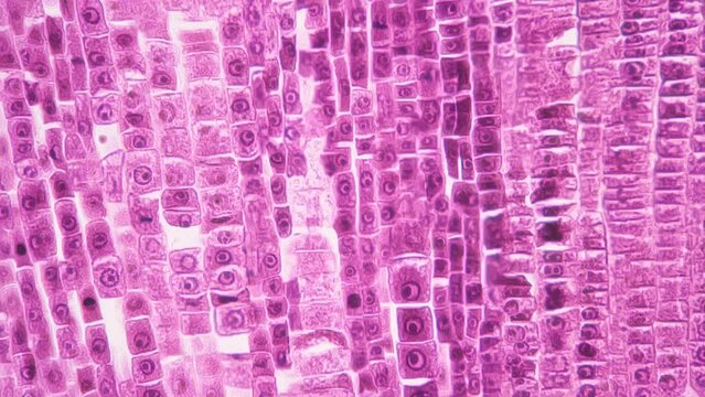 Longitudinal section cut of root tip of plant under the microscope magnified in 400 times on bright field background. Footage of pink cells for laboratory education. Microbiology and science concept