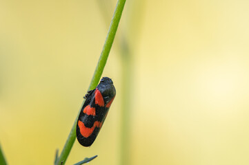 Cercopis vulnerata - Red and Black Froghooper - Cercope rouge sang - Cercope sanguin