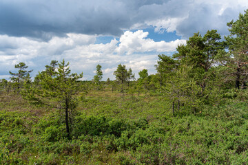 Obraz premium NSG „Schwarzes Moor