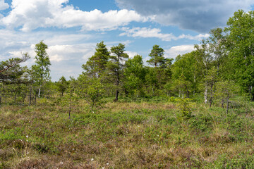 Obraz premium NSG „Schwarzes Moor